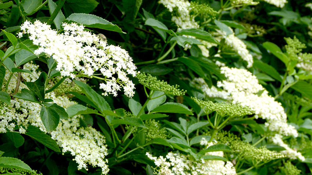 Elderflower Cordial