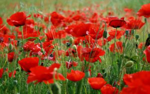 flower-poppy field