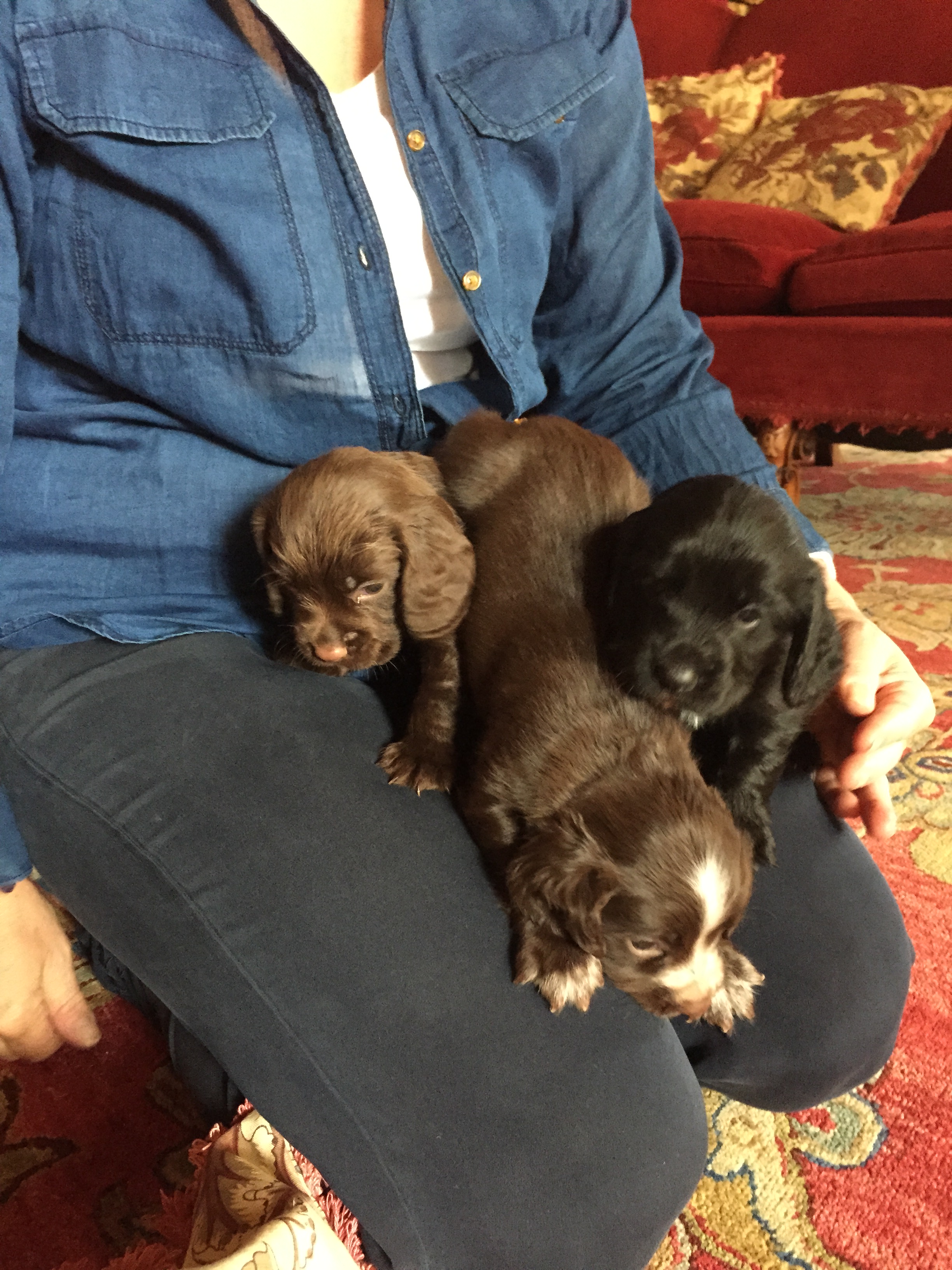 clemmie puppies 23.07.15 (3)